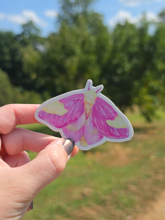 Rosy Maple Moth Magnet