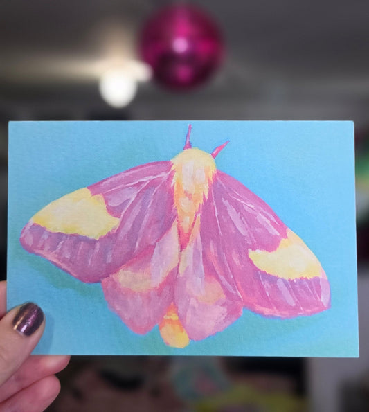 Post Card Size 4"x 6" Rosy Maple Moth Original Print