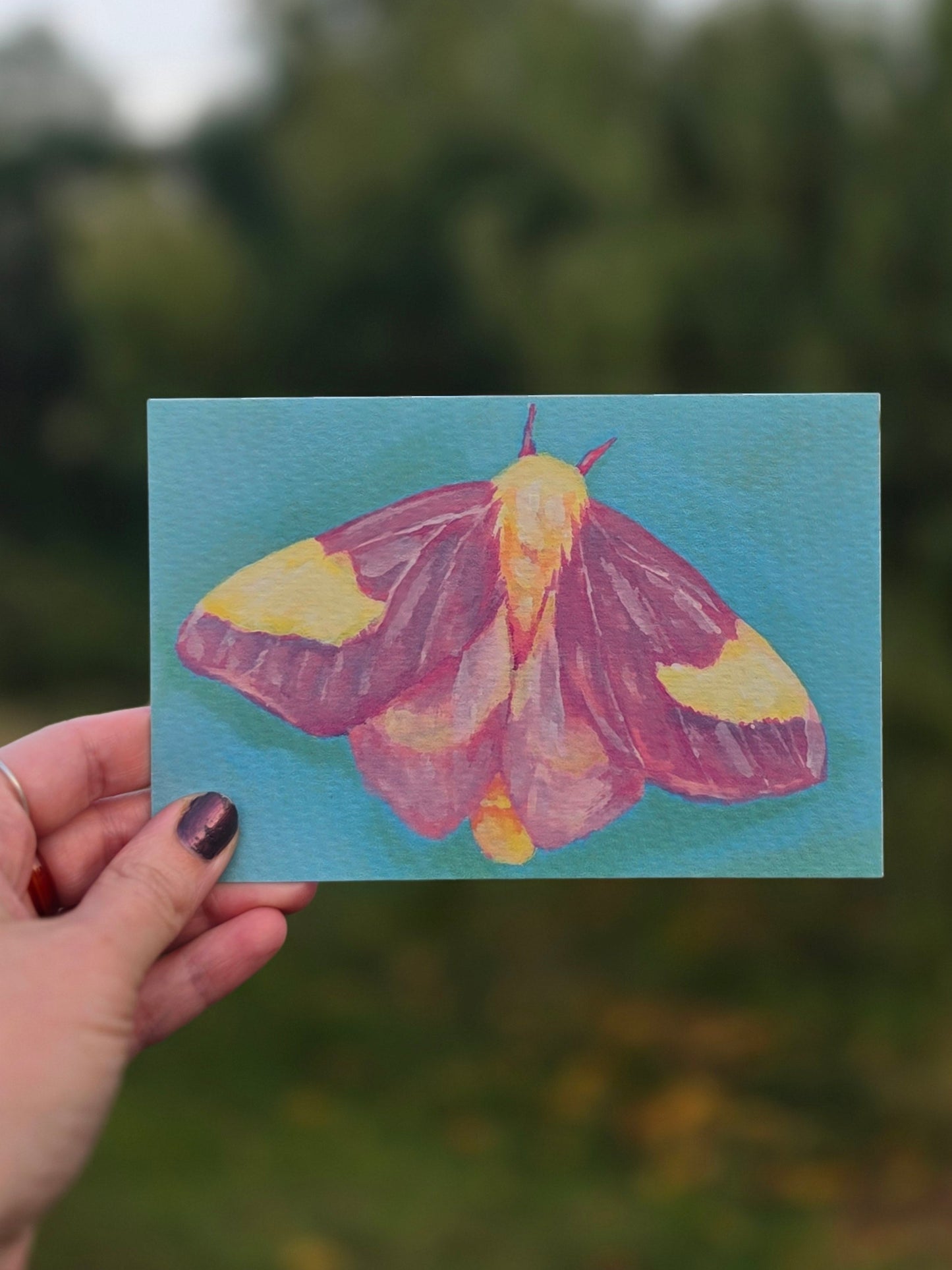 Post Card Size 4"x 6" Rosy Maple Moth Original Print